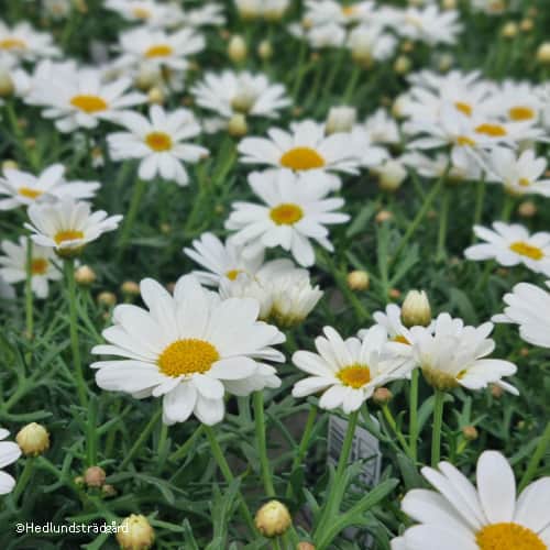 margerit-la-rita-white-105cm-kruka-1