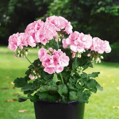 zonalpelargon-pactina-emilia-3st-sticklingar-1