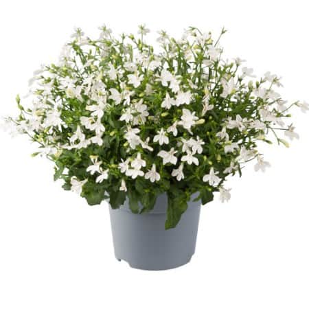 lobelia-sweet-springs-white-105cm-kruka-1