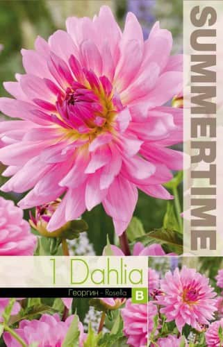 dekorativ-dahlia-rosella-1st-1