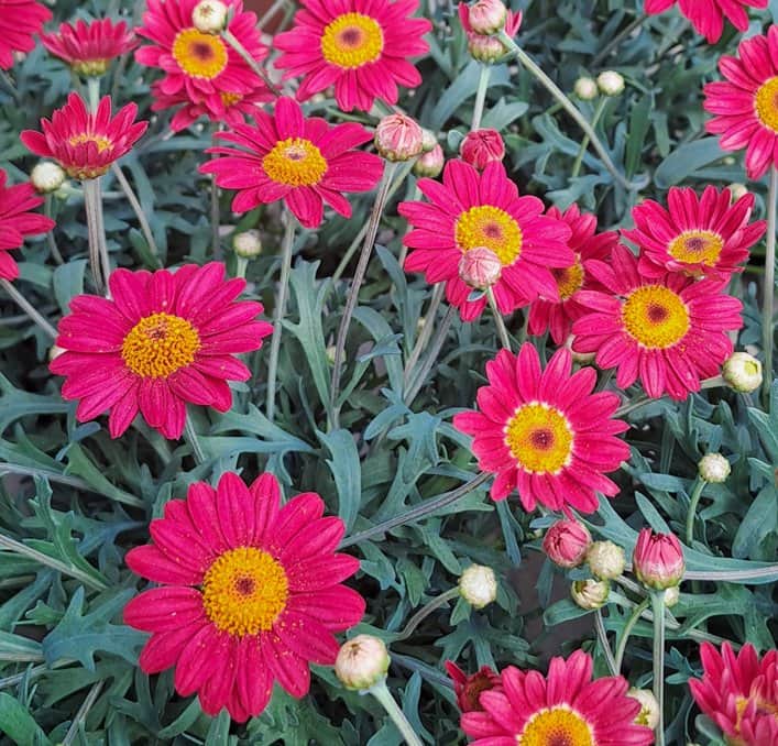 margerit-la-rita-purple-red-105cm-kruka-1