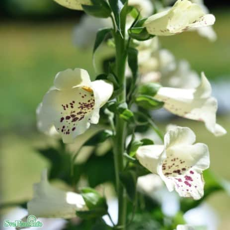 fingerborgsblomma-camelot-white-9cm-kruka-1