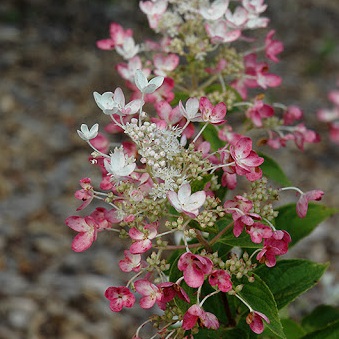 Vipphortensia TICKLED PINK 3,5 L