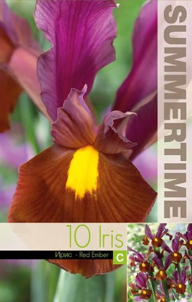 hollndsk-iris-red-ember-10st-1