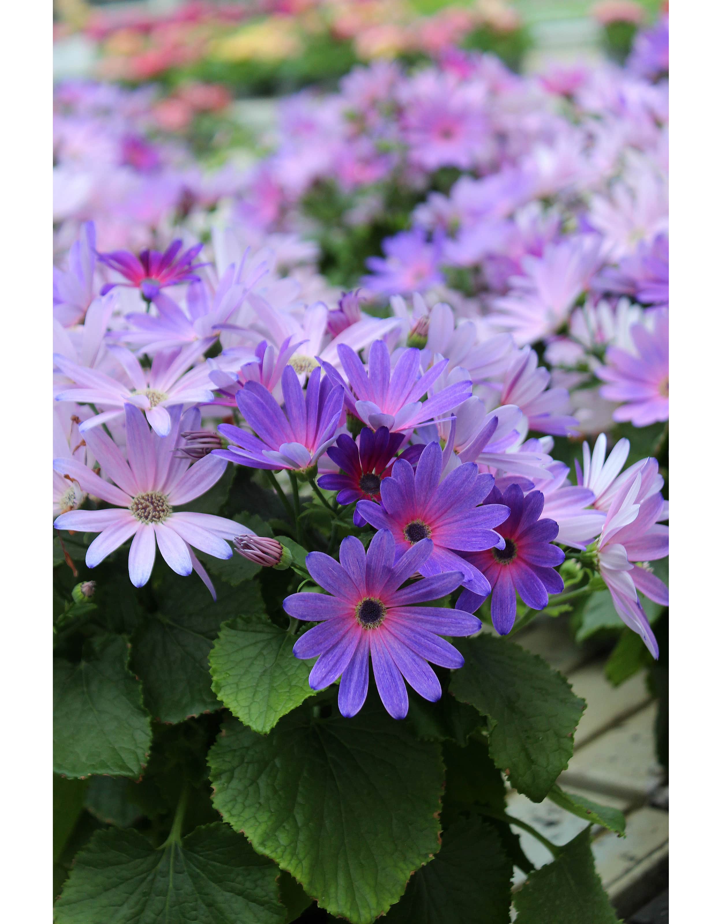 cineraria-senetti-magic-salmon-12cm-kruka-4