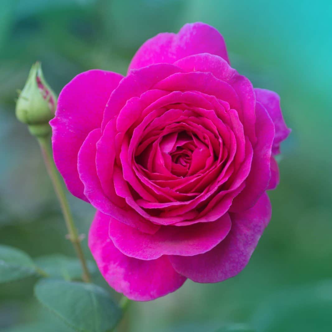 tehybridros-big-purple-10-pack-barrot-2