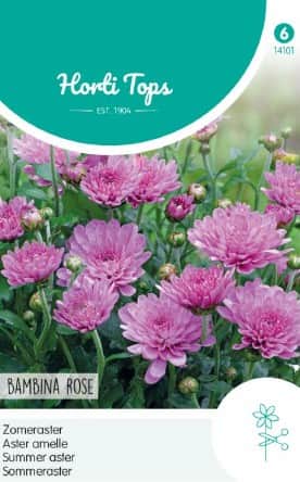 sommaraster-bambina-rose-1