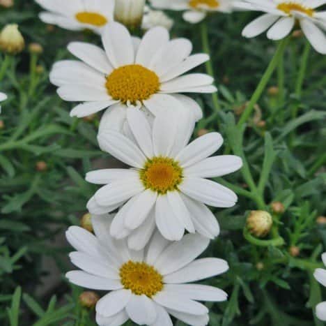 margerit-la-rita-white-105cm-kruka-1