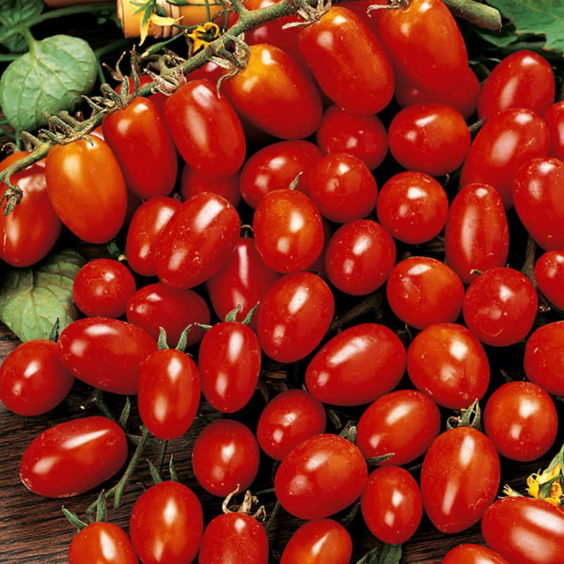 tomat--plommon-principe-borghese-fr-2