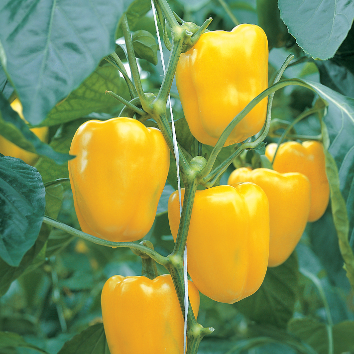 paprika-fiesta-f1-fr-1