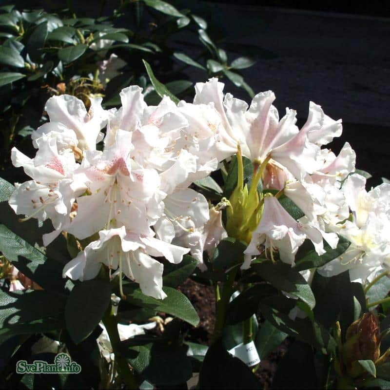 rhododendron-cunninghams-white-co-1