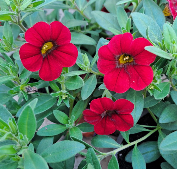 minipetunia-minifamous-dark-red-105cm-kruka-1