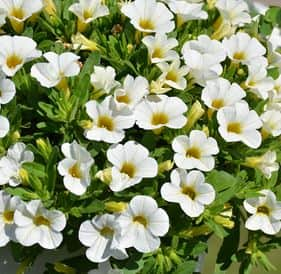 minipetunia-white-105cm-kruka-1