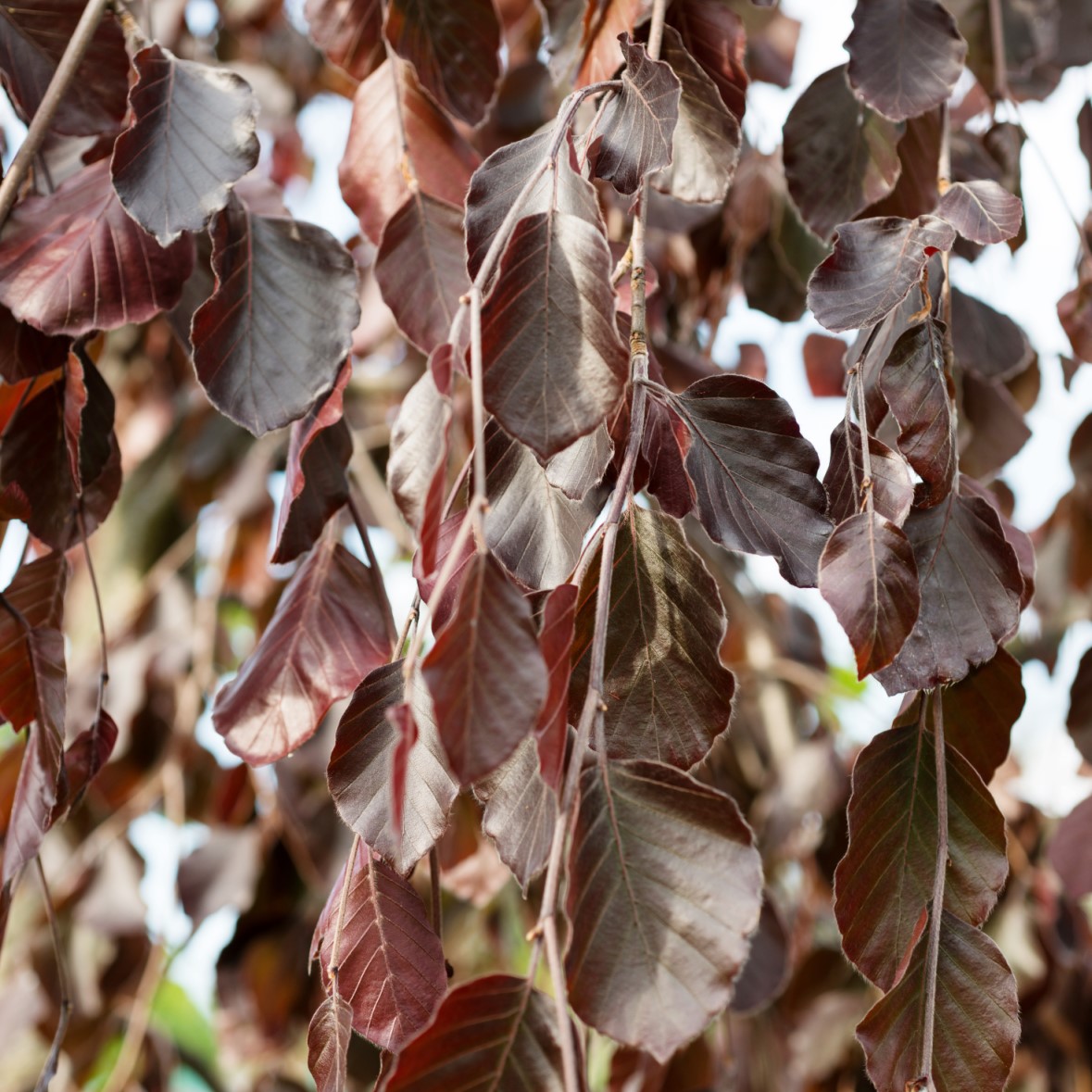 Hängblodbok 'Purpurea Pendula' Utr 100-125 co