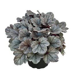 alunrot-silver-gumdrop-12cm-kruka-1