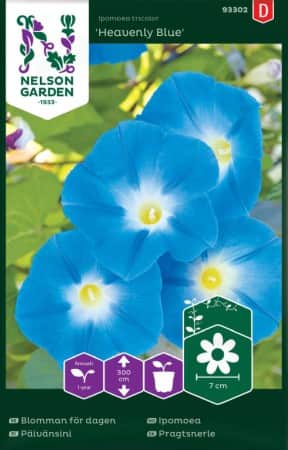 blomman-fr-dagen-heavenly-blue-1
