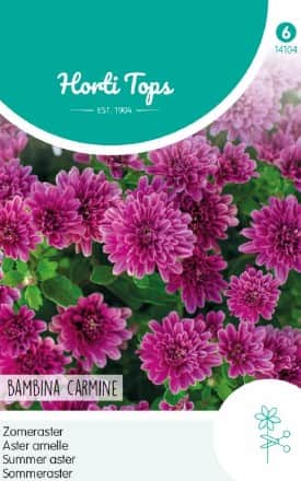 sommaraster-bambina-carmine-1