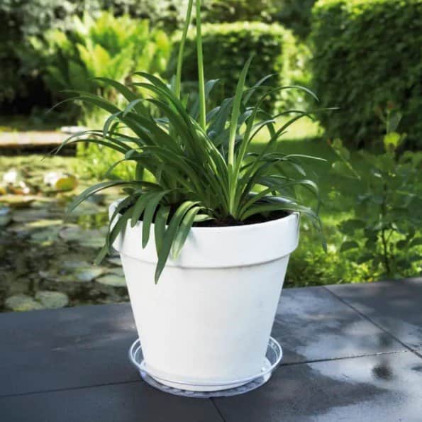 uni-saucer-fat-round-42cm---transparent-2