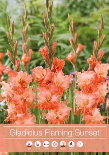 gladiolus-flaming-sunset-7st-1