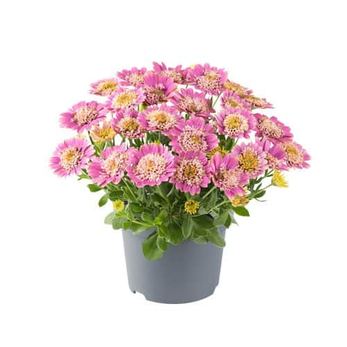 stjrnga-dalina-double-pink---3-plantor-1