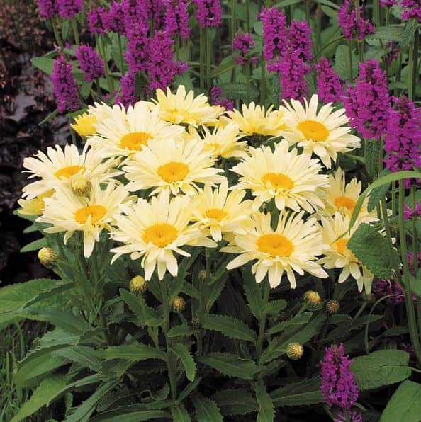 jtteprstkrage-banana-cream-yellow-12cm-kruka-1