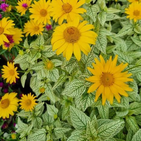 dagga-solar-flare-105cm-kruka-1