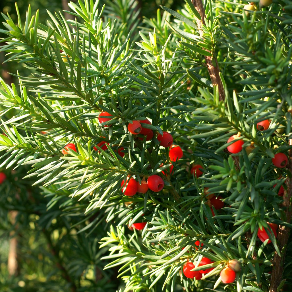 Hybrididegran ’Hicksii’ 50-60 co