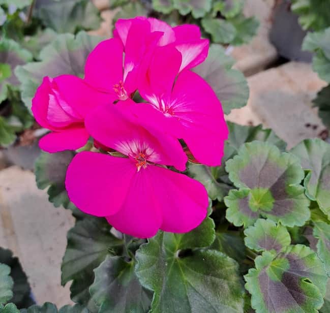zonalpelargon-pink-12cm-kruka-1