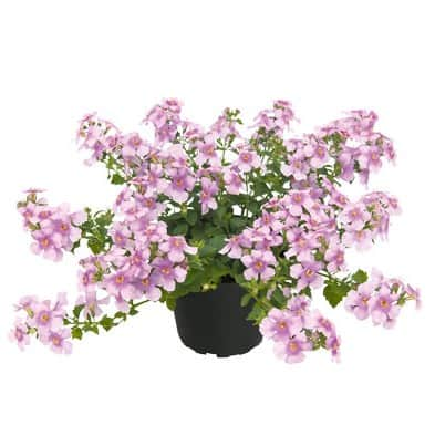 snflinga-everest-cherry-blossom---3-plantor-1