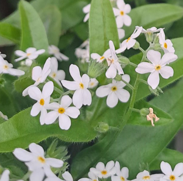 frgtmigej-snowsylva-105cm-kruka-1