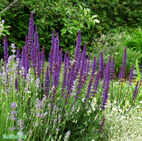 Köp Stäppsalvia 'Caradonna' 11cm Kruka Hos Din Trädgårdsmäs | Odla.nu