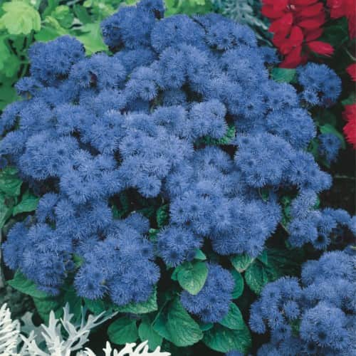 ageratum-blue-mink-3