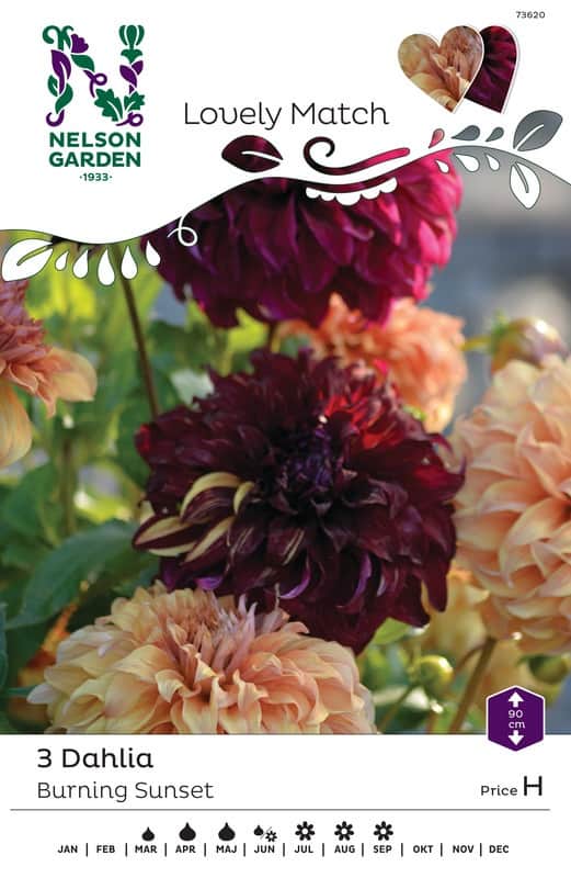 dekorativ-dahlia-lovely-match-mix-burning-sun-1