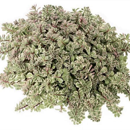 kaukasiskt-fetblad-tricolor-12cm-kruka-1