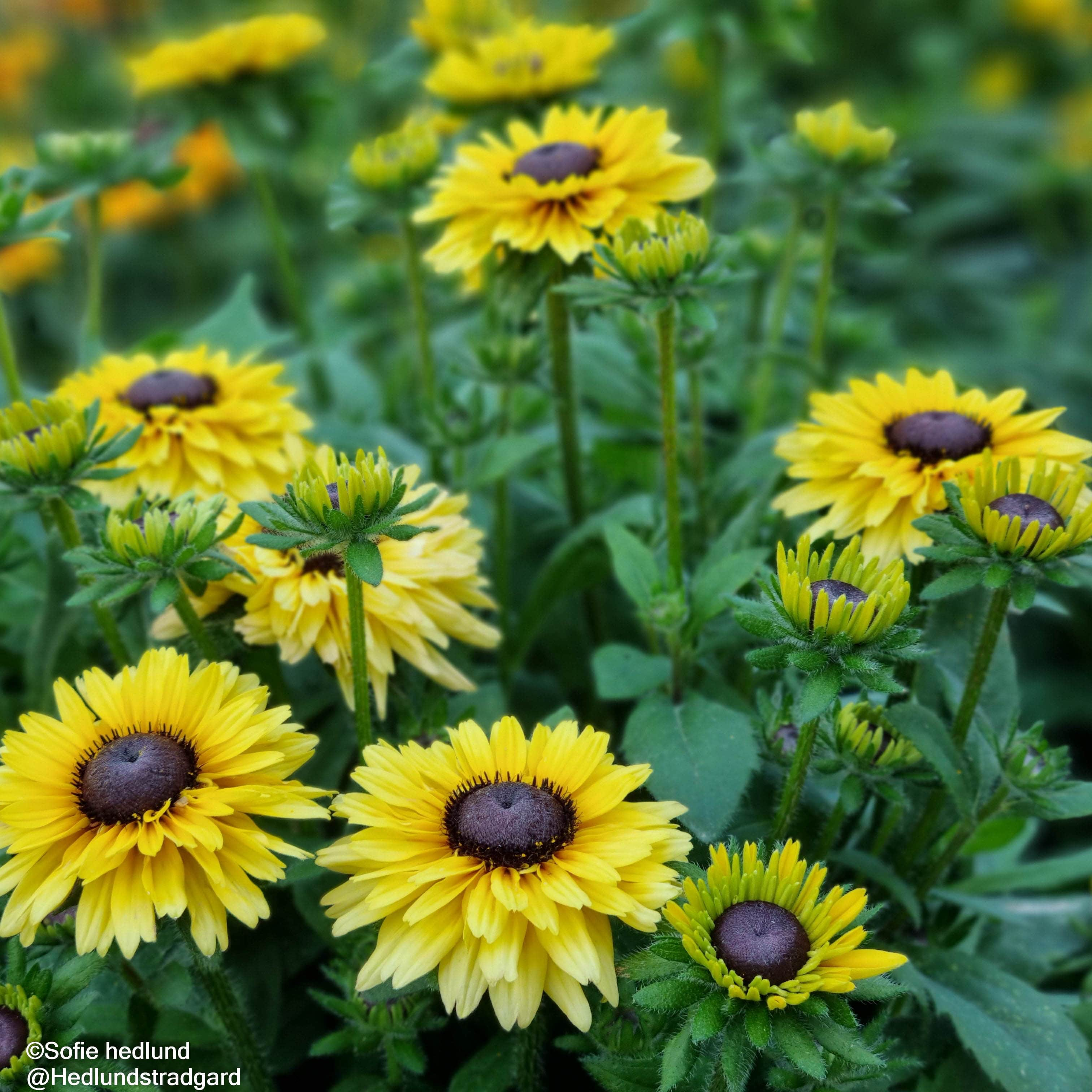 sommarrudbeckia-rudy-double-yellow-lemon---3-2