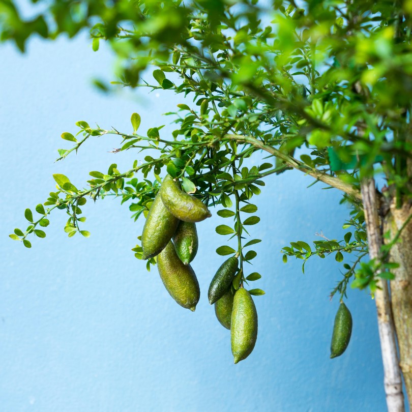 Fingerlime (Caviar-Lime) 13cm kruka