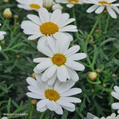 margerit-la-rita-white-105cm-kruka-3