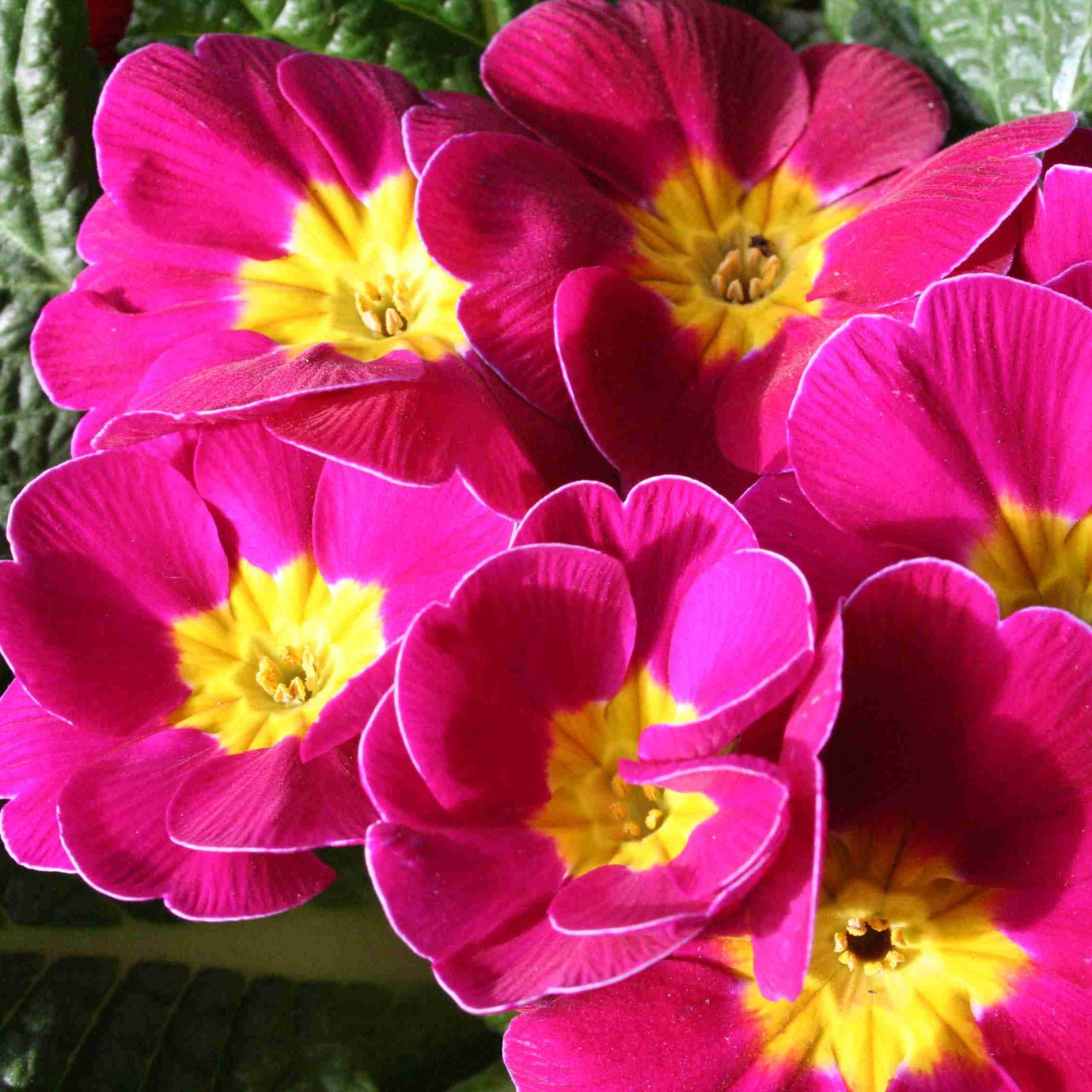 violviva-spring-bouquet-rosa-kirsch-105cm-kru-1