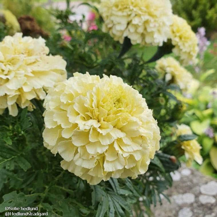 stor-tagetes-vanilla-sweetcreme-imp-9cm-kruka-1