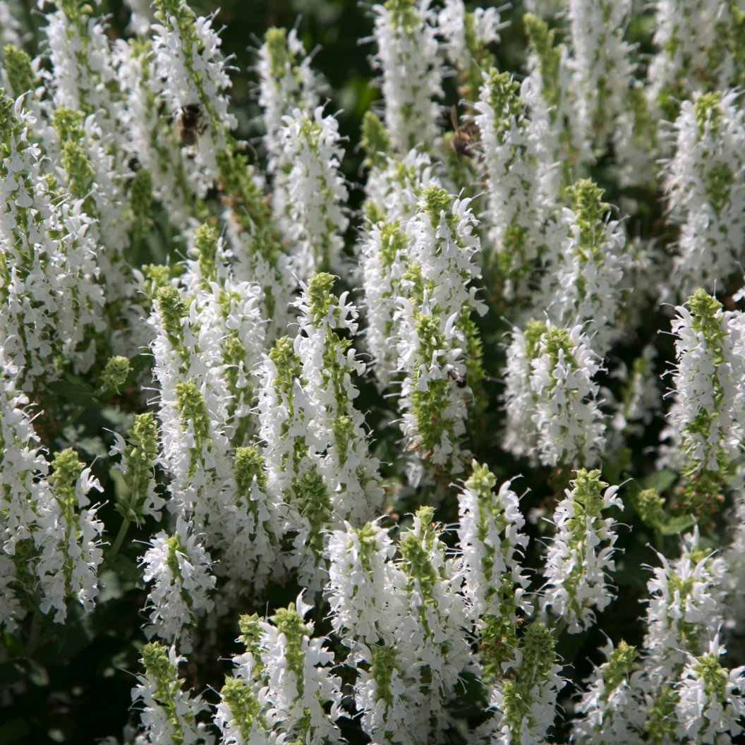 Stäppsalvia ’Sensation White’ 9cm kruka