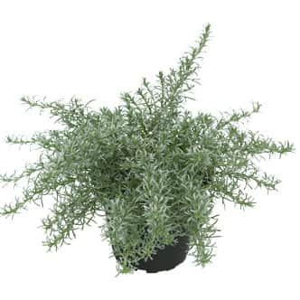 eumorphia-silky-12cm-kruka-1