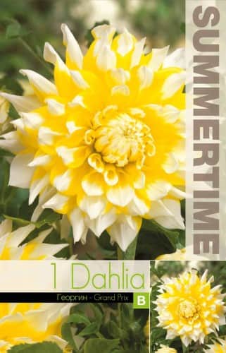 dekorativ-dahlia-grand-prix-1st-1