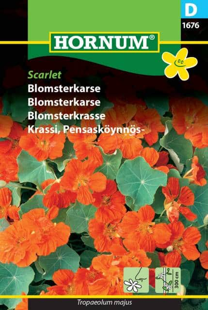 blomsterkrasse-scarlet-1