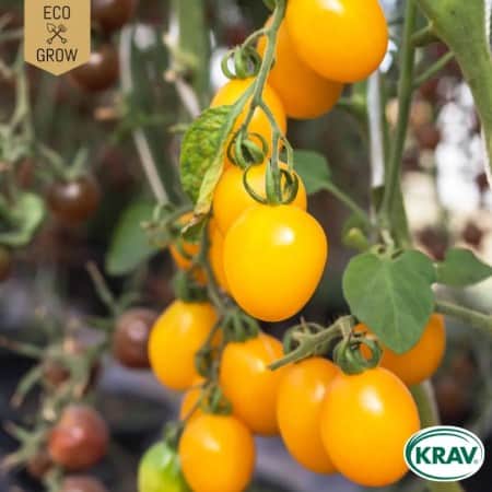 krsbrstomat-galina-krav-mrkt-1