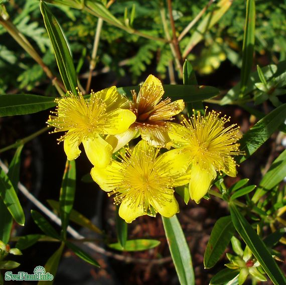 Knapphyperikum ’Gemo’ 10-pack i kruka