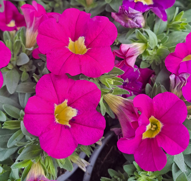 minipetunia-hot-pink-105cm-kruka-1