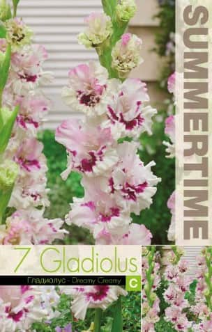 gladiolus-dreamy-creamy-7st-1