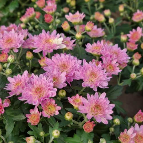 bollkryss-roze-12cm-kruka-1