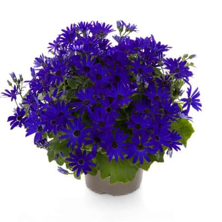 cineraria-pop-blue-12cm-kruka-1