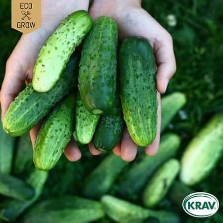 druvgurka-dar-krav-mrkt-1